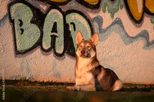 Saarlooswolfhond, Wolfhond, braun, waldbraun, Saaloos Wolfhond, wildfarben photo