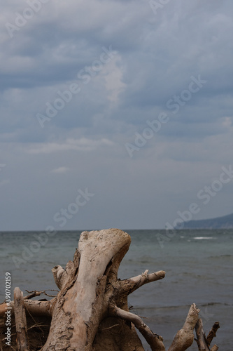 dry tree on the background of the sea on the beach
