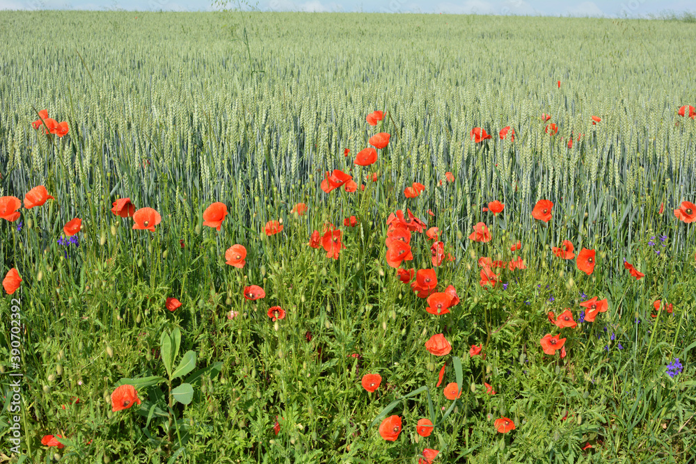 Wild poppy growing on a farm field among crops Wild poppy growing on a farm field among crops