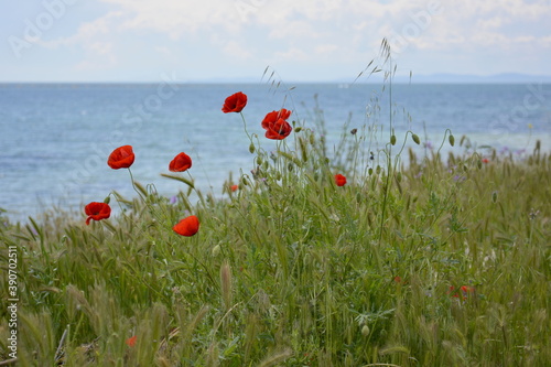 Ravda, Bulgaria. May,18,2014. Blooming scarlet poppies and burgeons in grass on seascape background.