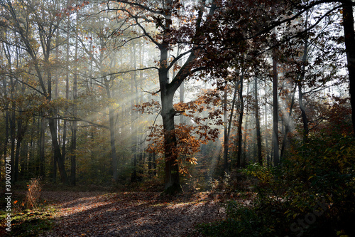 Jesienny las z promieniami słonecznymi