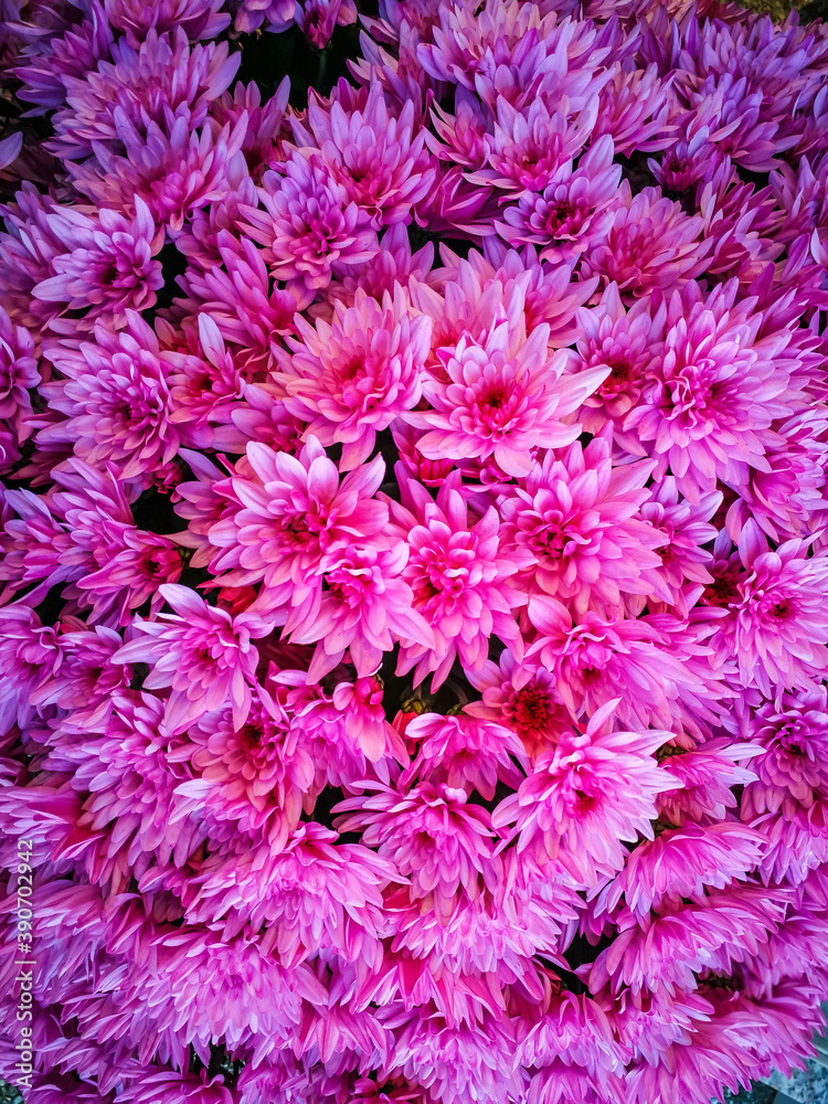 Background with fuchsia chrysanthemum flowers Background with fuchsia chrysanthemum flowers