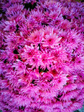Background with fuchsia chrysanthemum flowers