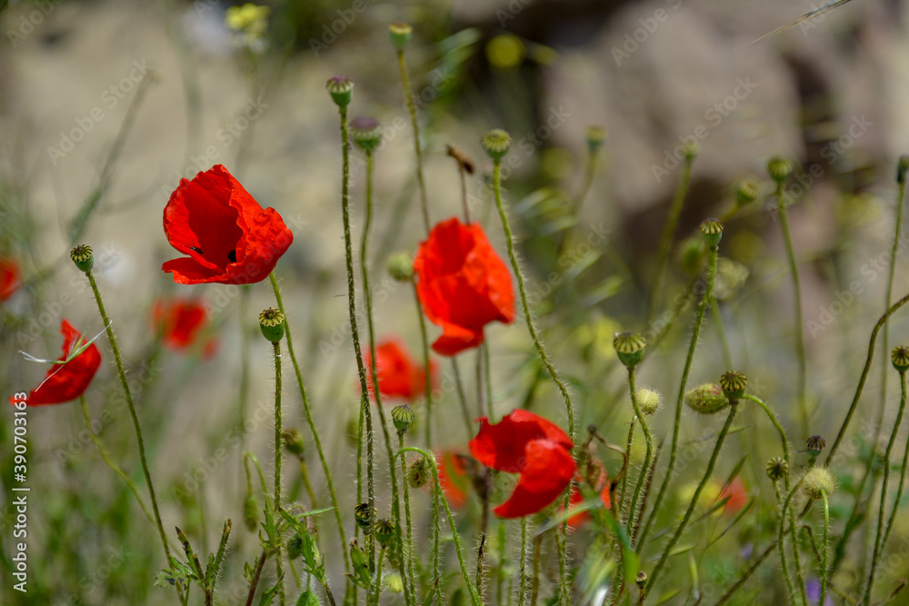 Ravda Bulgaria. May 18 2014. Blooming scarlet poppies and burgeons in grass on blurred background. Ravda Bulgaria. May 18 2014. Blooming scarlet poppies and burgeons in grass on blurred background.