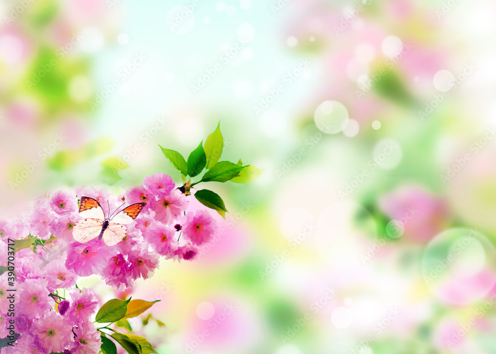 Cherry blossoms over nature background. Spring flowers. Spring Background with bokeh. Butterfly.