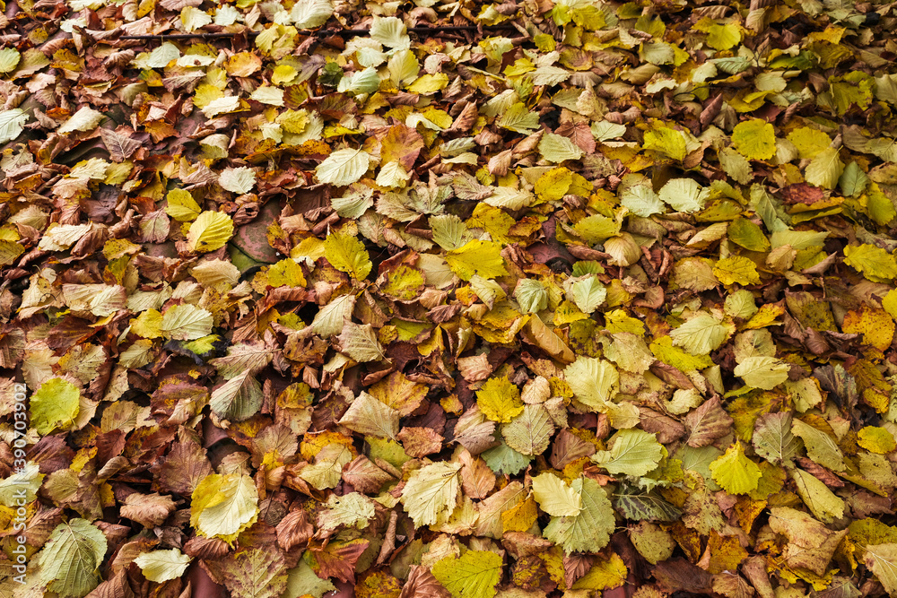 Beautiful view of fallen leaves on the ground. Ukraine Beautiful view of fallen leaves on the ground. Ukraine