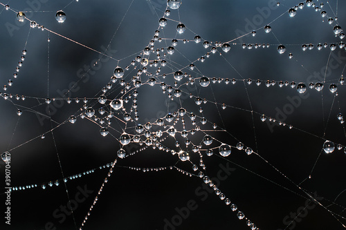 Dew drops glisten like pearls strung along a winter morning spiders web