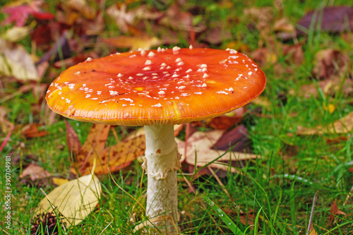 Macro image of a flat top Fly Agaric red fungi