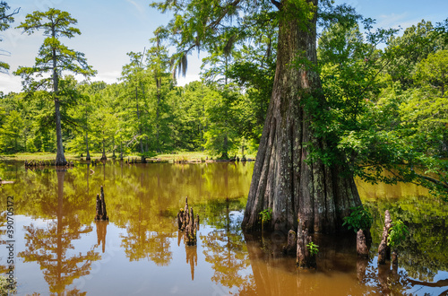 Leroy Percy State Park photo