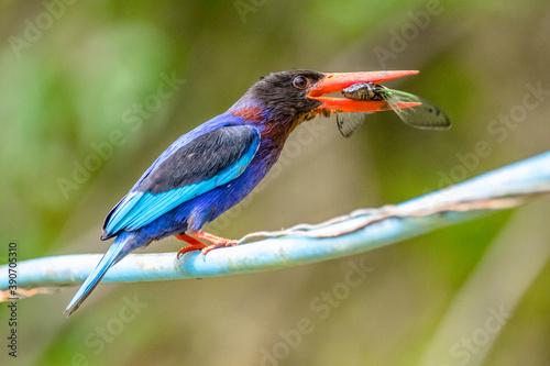 the javan kingfisher on branch