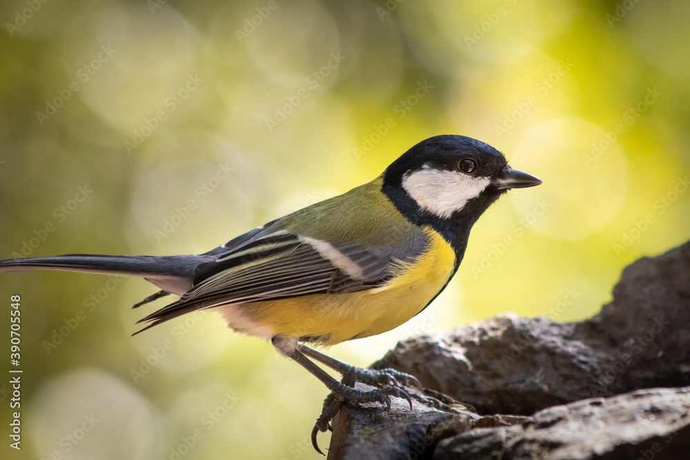 Obraz premium A great tit is perched on the rocks attentive to everything that happens around it. These birds are not very trusting.