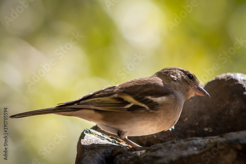 A female Common chaffinch is perched on the rocks looking at all places suspicious.