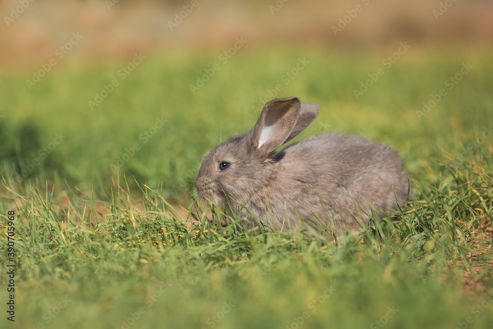 Fototapeta premium Young fluffy rabbit in the field