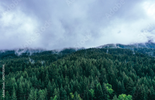 Foggy autumn forest valley, mystical valley background. Pine trees silhouettes in a morning fog, blue colors. 