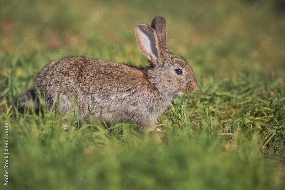 Young fluffy rabbit in the field Young fluffy rabbit in the field