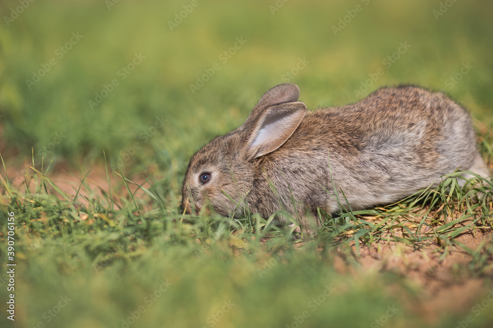Young fluffy rabbit in the field Young fluffy rabbit in the field