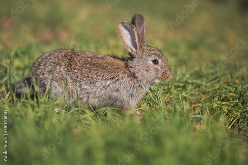 Young fluffy rabbit in the field