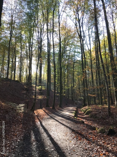 The Sonian Forest near Brussels in Belgium. Shadows of the trees. photo