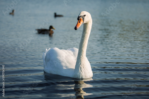Mute swan  Cygnus olor  in the lake