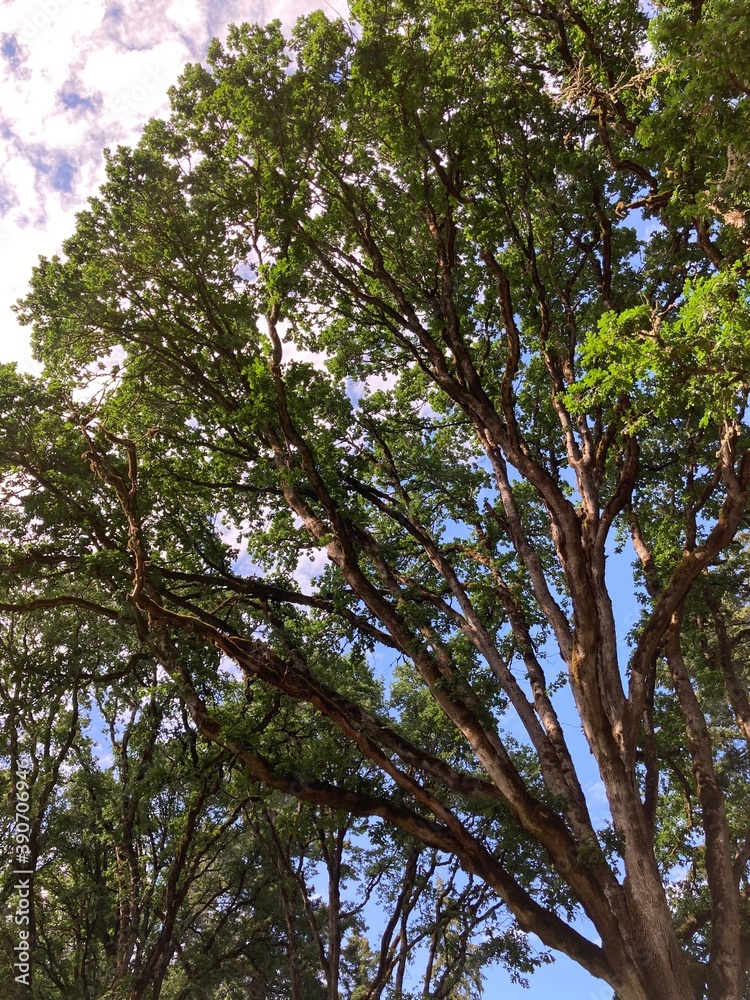 trees and sky trees and sky