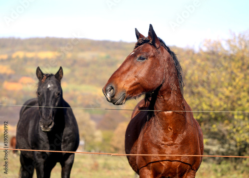 Photos of beautiful horses on an autumn day © tanor27