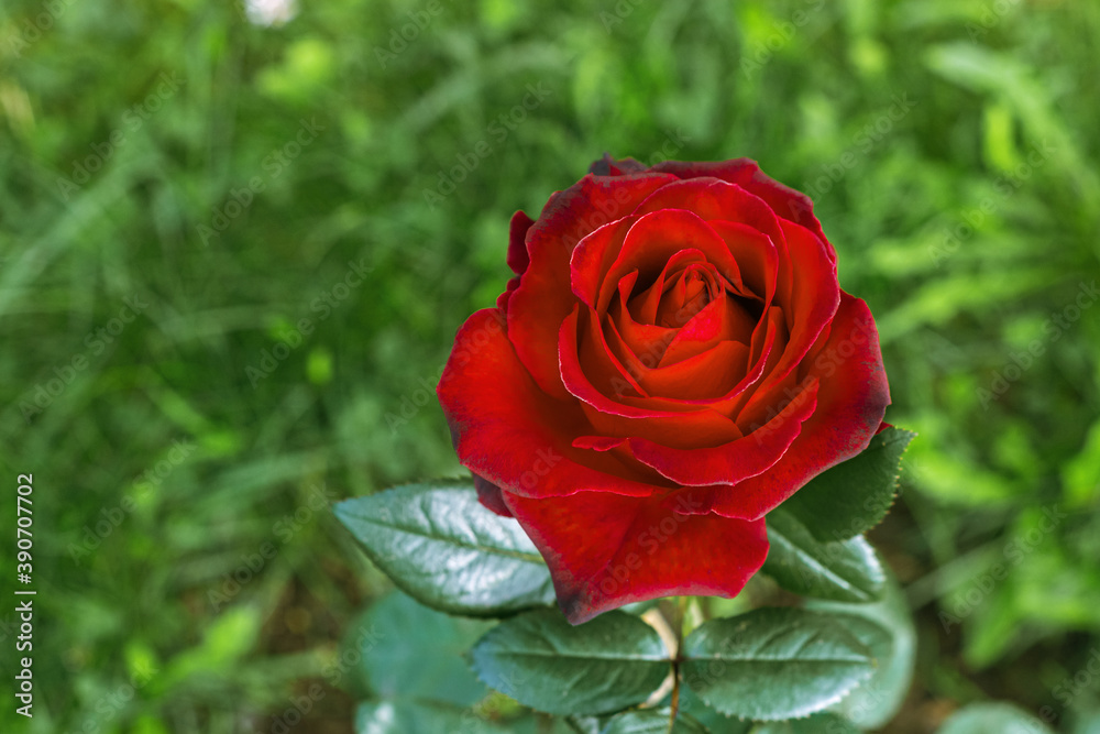 Bud of a red rose.