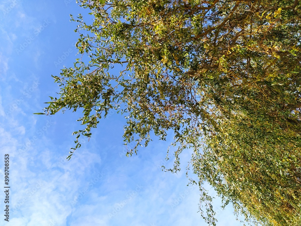 Obraz premium tree in the sky