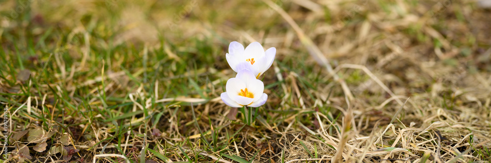 flowers crocuses in full blossom, white lilac color, grow on the withered grass. the first spring flowers in nature outdoor. banner flowers crocuses in full blossom, white lilac color, grow on the withered grass. the first spring flowers in nature outdoor. banner