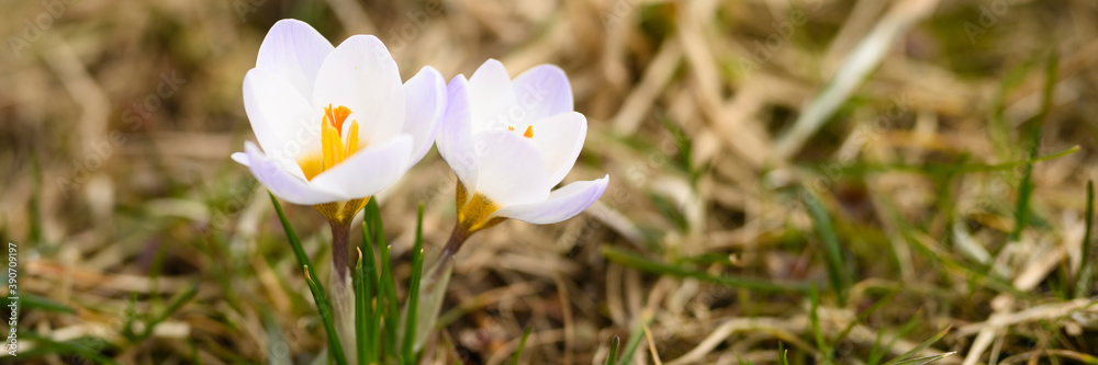 flowers crocuses in full blossom, white lilac color, grow on the withered grass. the first spring flowers in nature outdoor. banner flowers crocuses in full blossom, white lilac color, grow on the withered grass. the first spring flowers in nature outdoor. banner