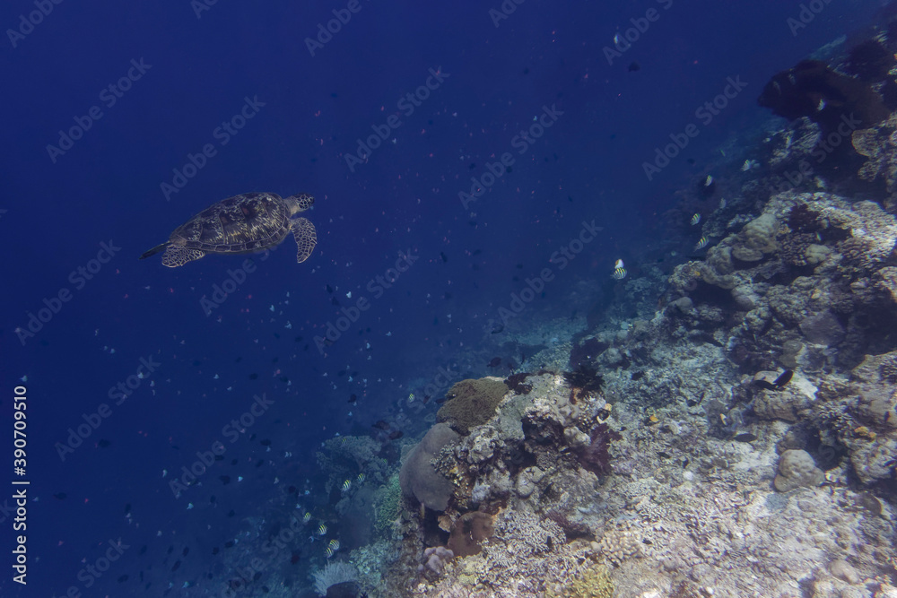 Obraz premium Green sea turtle (Chelonia mydas), Bunaken Island, Sulawesi, Indonesia 