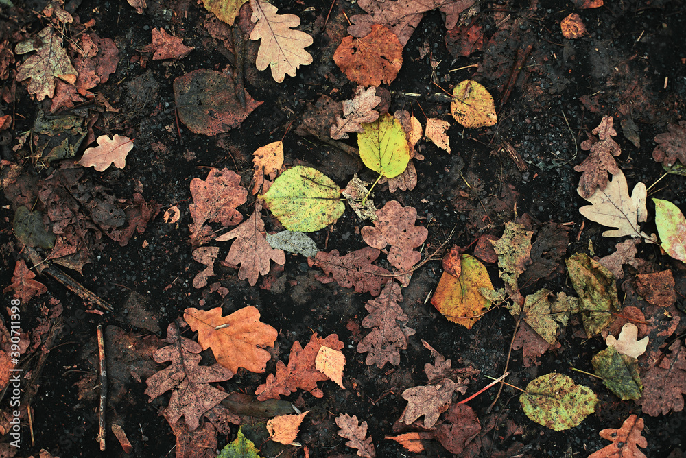 Fall autumn leaves on a earth. October weather, november nature background. 