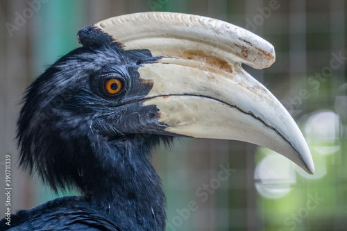 portrait of hornbill bird