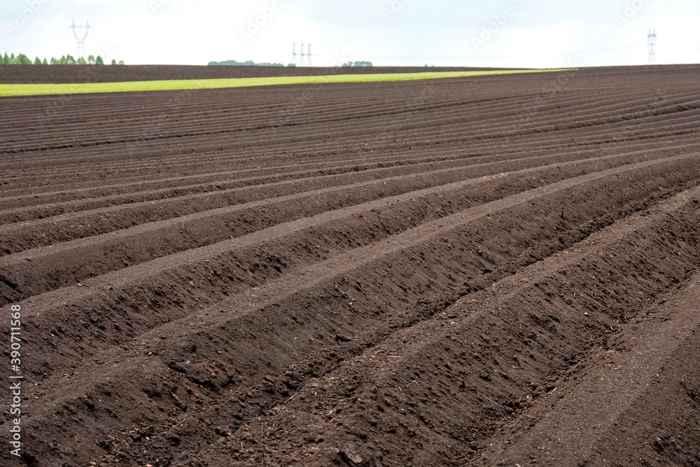 rows stretching into the distance on an agricultural field rows stretching into the distance on an agricultural field