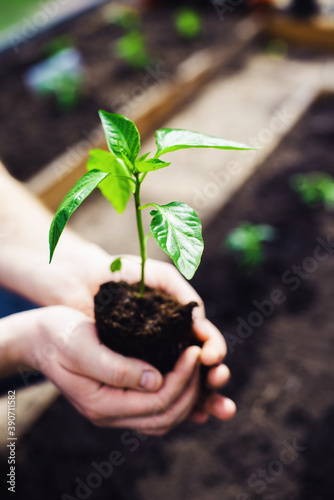 It's spring. A man holding a plant.  Seedlings in the greenhouse. Concept life. Vertical

