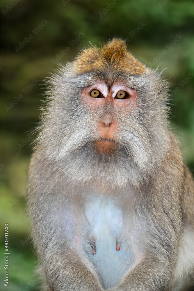 Portrait of a Balinese long-tailed monkey (Macaca fascicularis), Ubud, Bali, Indonesia. Portrait of a Balinese long-tailed monkey (Macaca fascicularis), Ubud, Bali, Indonesia.