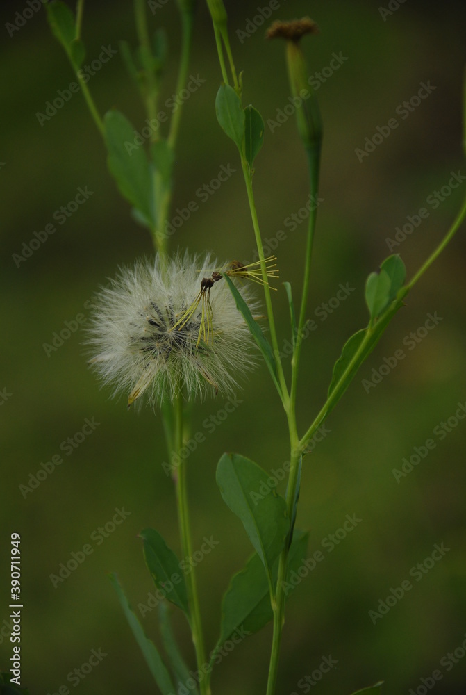Fototapeta premium caterpillar on a leaf