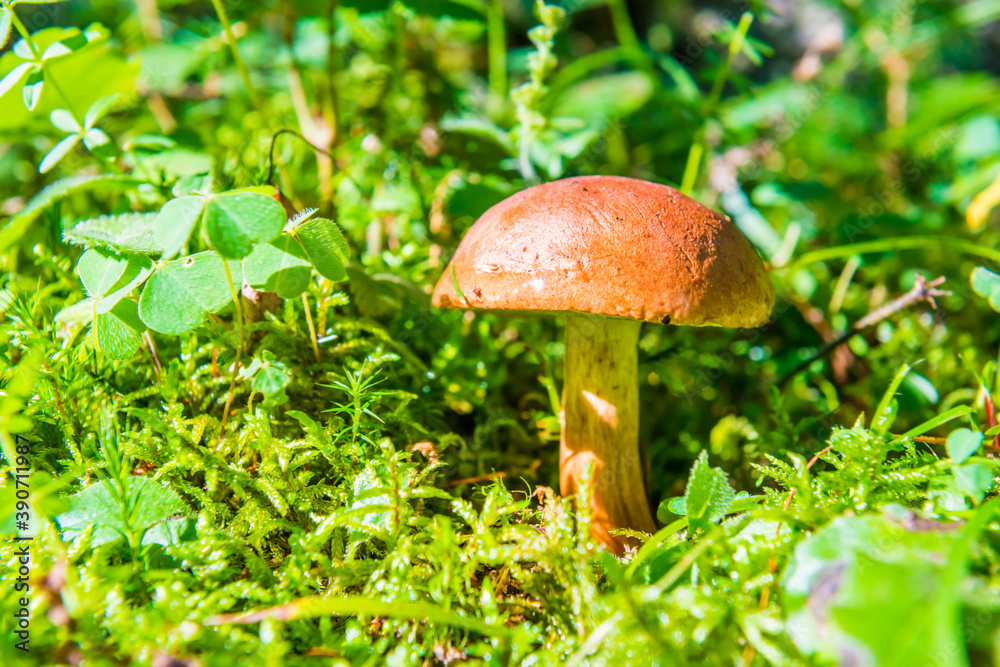 Mushroom fungus boletus in moss and green grass in forest Mushroom fungus boletus in moss and green grass in forest