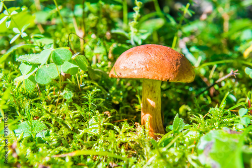 Mushroom fungus boletus in moss and green grass in forest