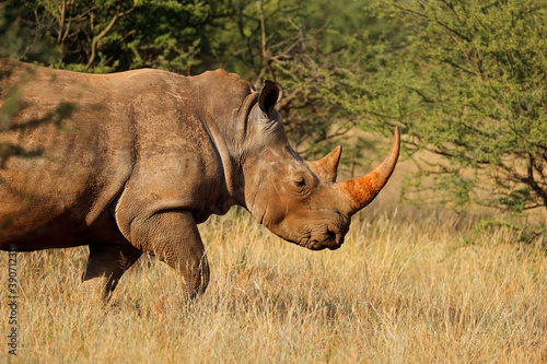 Portrait of a white rhinoceros  Ceratotherium simum  in natural habitat  South Africa.
