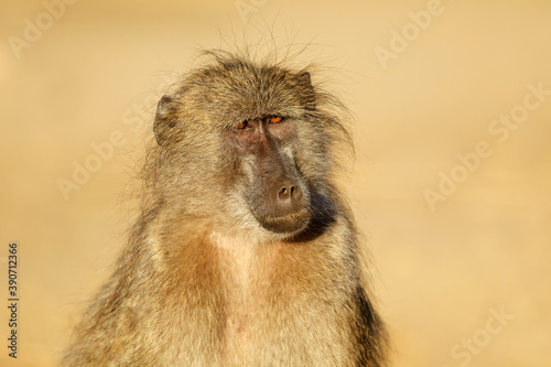 Portrait of a young chacma baboon (Papio ursinus), Kruger National Park, South Africa.