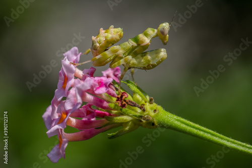 the small flower mantis