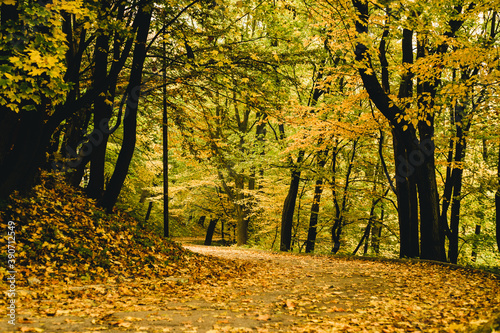 yellow leaves on trees and forest path