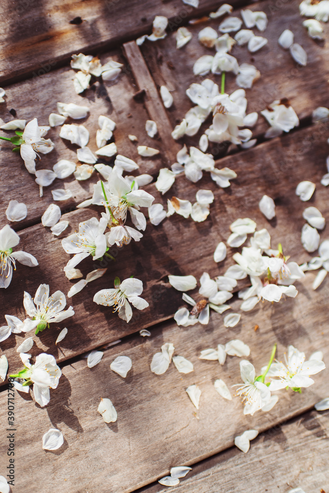 Spring. Cherry blossom. Cherry petals and flowers on a wooden table on a Sunny day. Spring. Cherry blossom. Cherry petals and flowers on a wooden table on a Sunny day.