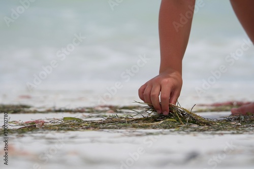Child collecting seaweed on the beach
