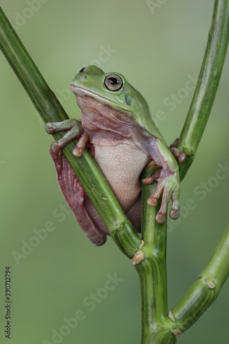 The Australian green tree frog or Ranoidea caerulea, also known as simply green tree frog in Australia, White's tree frog, or dumpy tree frog