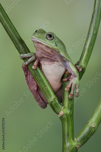 Fototapeta Naklejka Na Ścianę i Meble -  The Australian green tree frog or Ranoidea caerulea, also known as simply green tree frog in Australia, White's tree frog, or dumpy tree frog