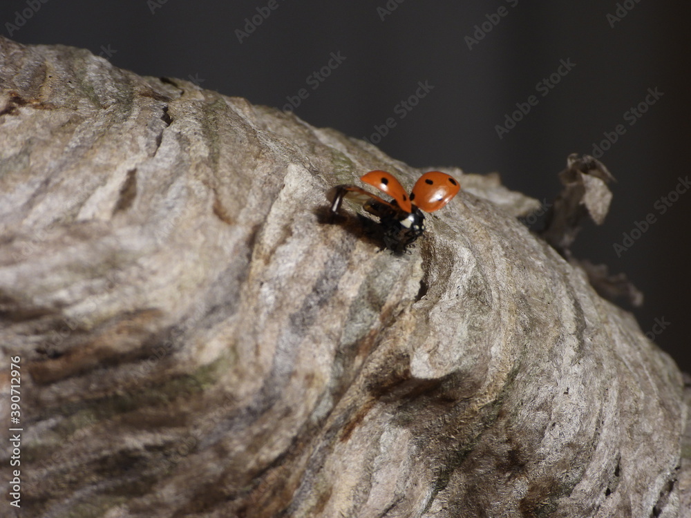 coccinelle coccinelle