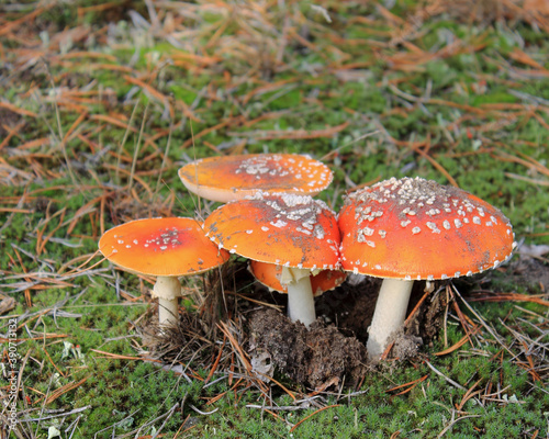 Fliegenpilze im Herbstwald