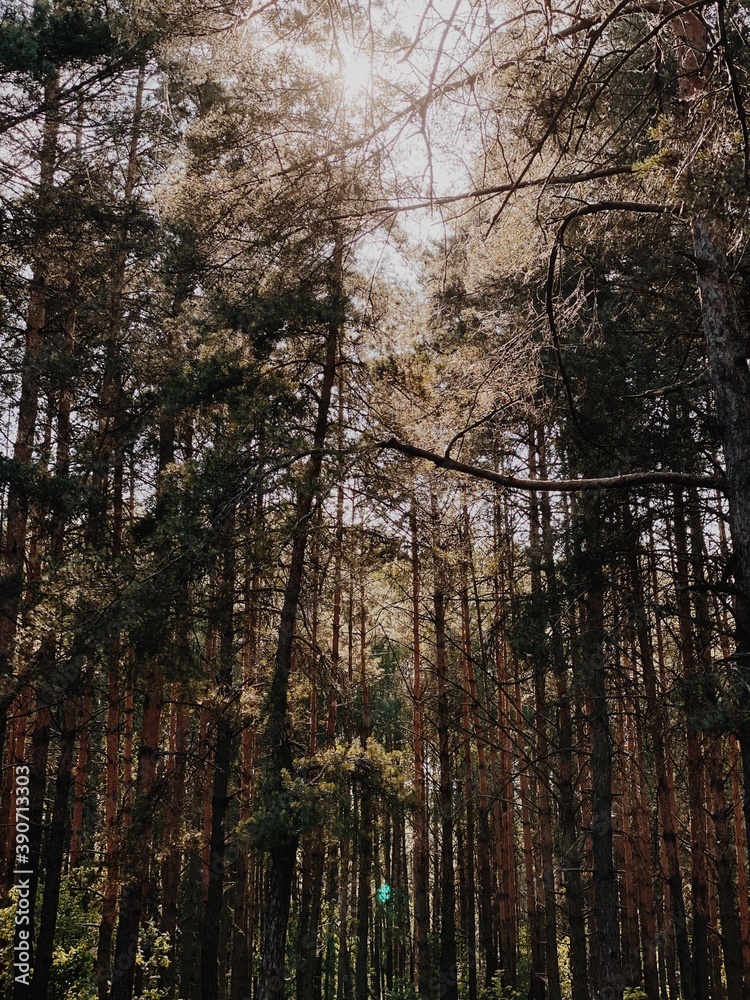 forest in autumn