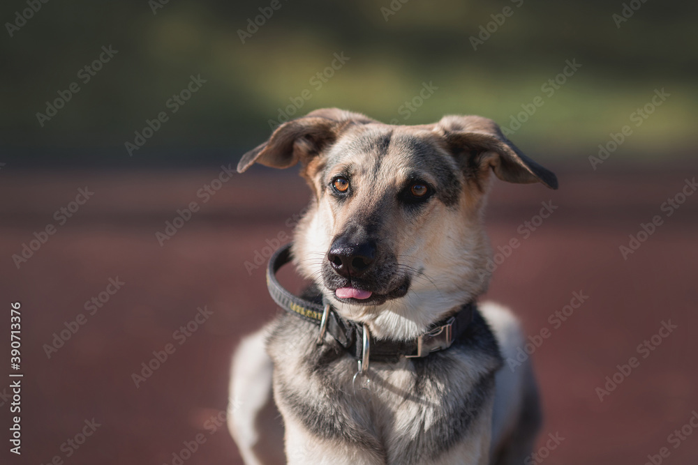 shepherd dog dog in park shepherd dog dog in park